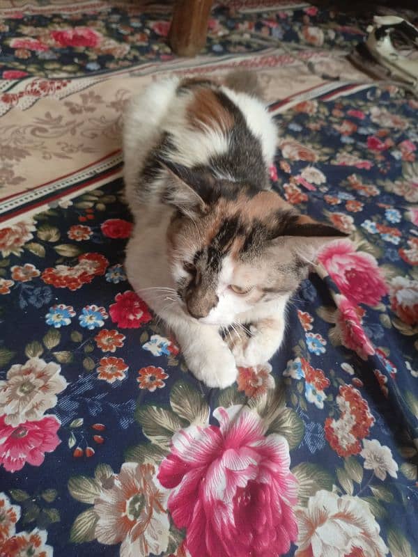 Persian calico 1