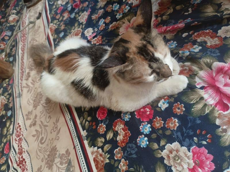 Persian calico 2