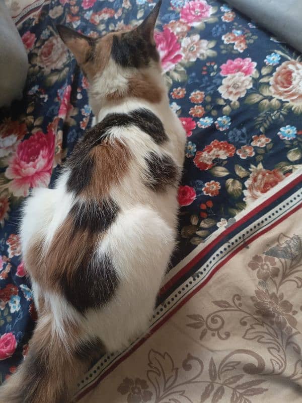 Persian calico 3