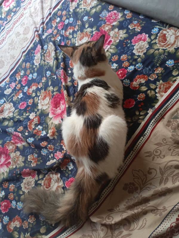 Persian calico 4