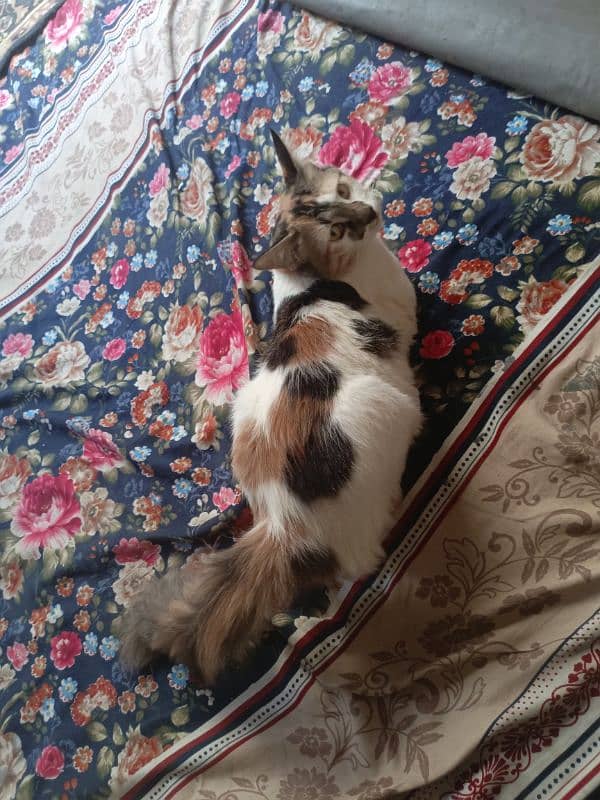 Persian calico 5