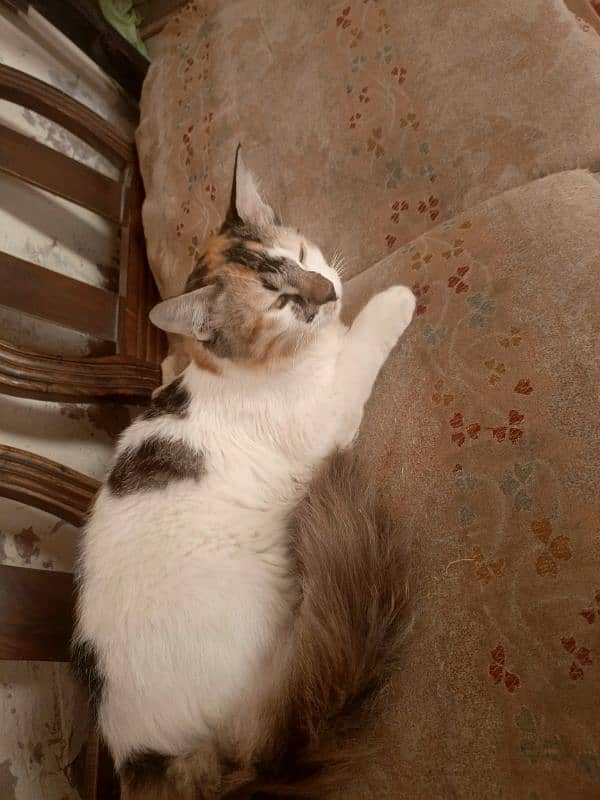 Persian calico 8