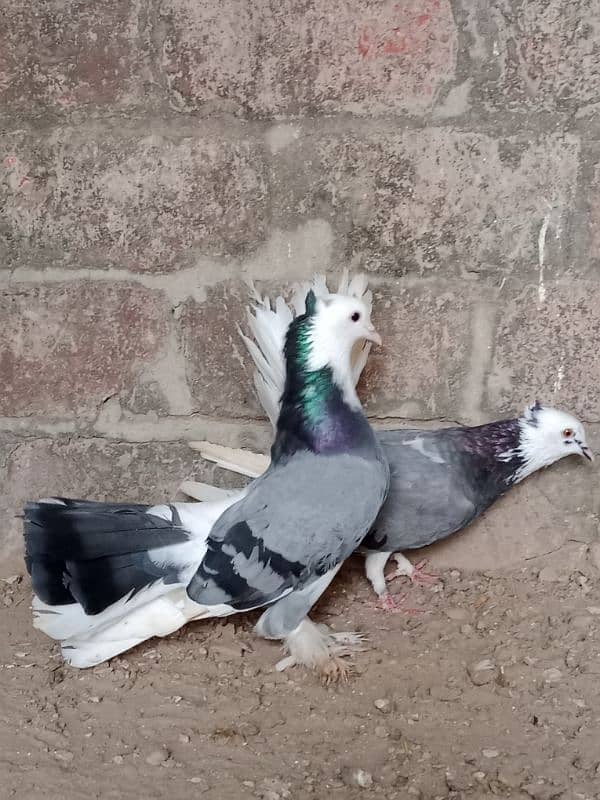 pigeons for sale 03106458457 0