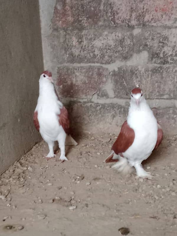 pigeons for sale 03106458457 3