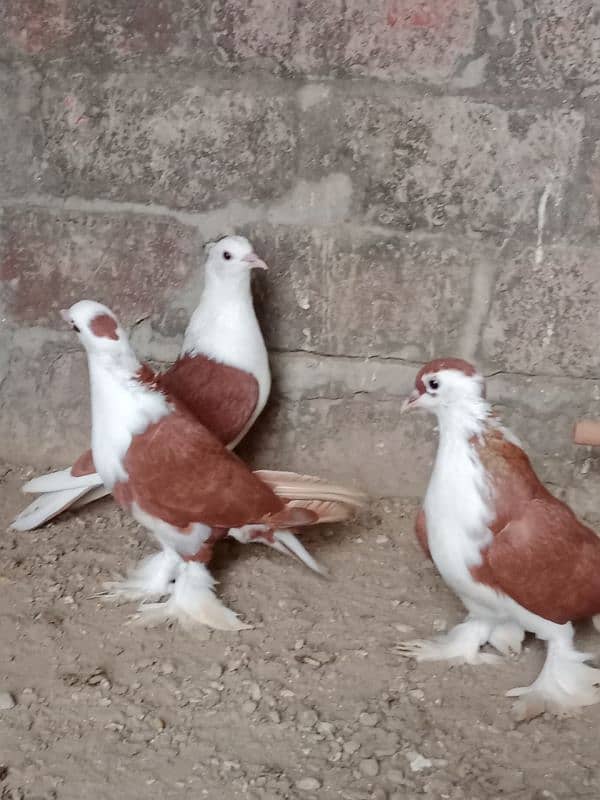 pigeons for sale 03106458457 4