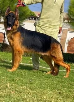 mail German double coat dog For sale cargo all Pakistan month12 mail