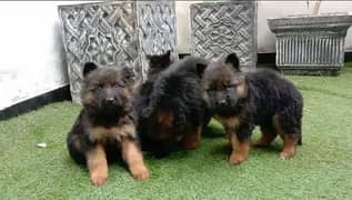 German Shepherd pair for sale 100% original 03157036766