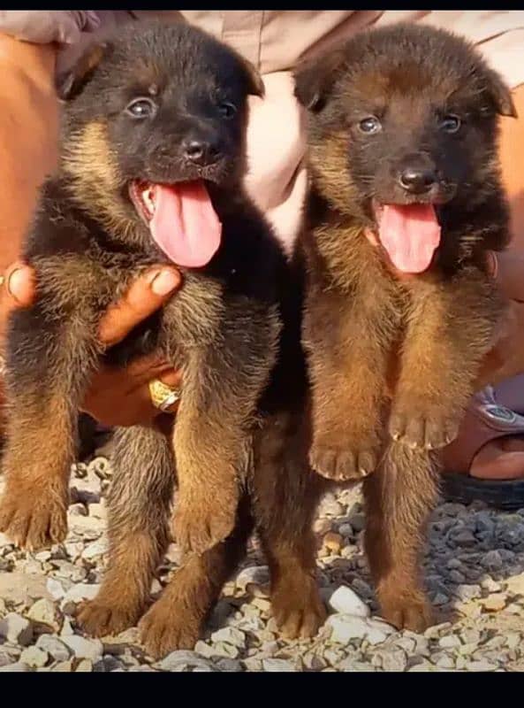 German Shepherd pair for sale 100% original 03157036766 1