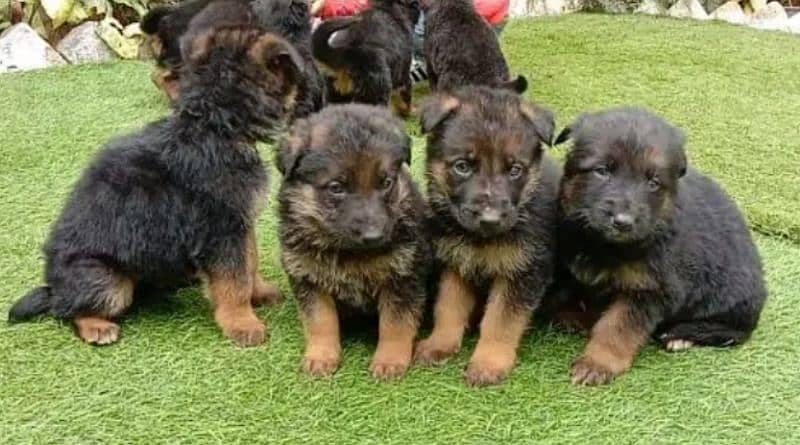 German Shepherd pair for sale 100% original 03157036766 2