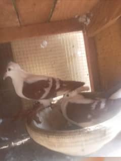 High quality fancy pigeon pair