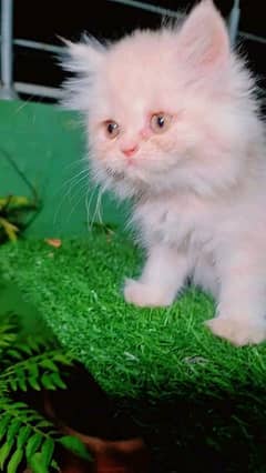 PERSIAN KITTEN FOR SALE ONLY WHATUP CONTACT 03201711036