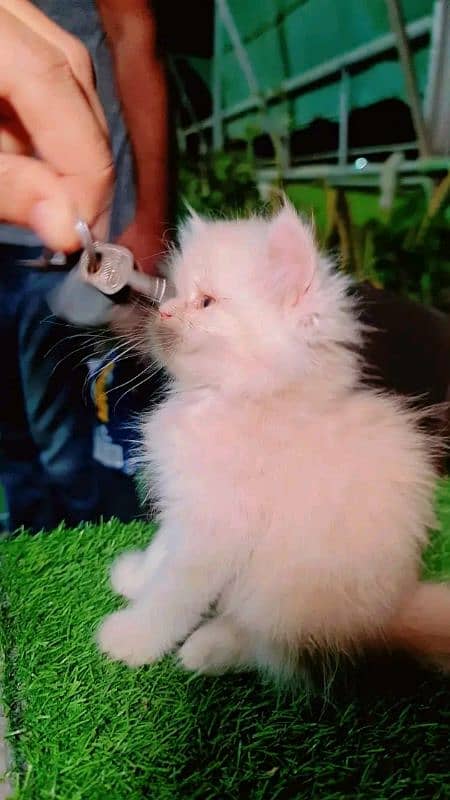 PERSIAN KITTEN FOR SALE ONLY WHATUP CONTACT 03201711036 1