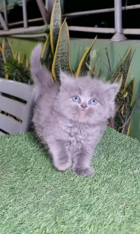 PERSIAN KITTEN FOR SALE ONLY WHATUP CONTACT 03201711036 2