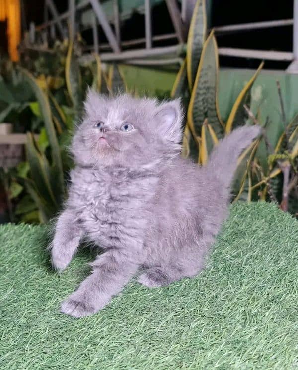 PERSIAN KITTEN FOR SALE ONLY WHATUP CONTACT 03201711036 3