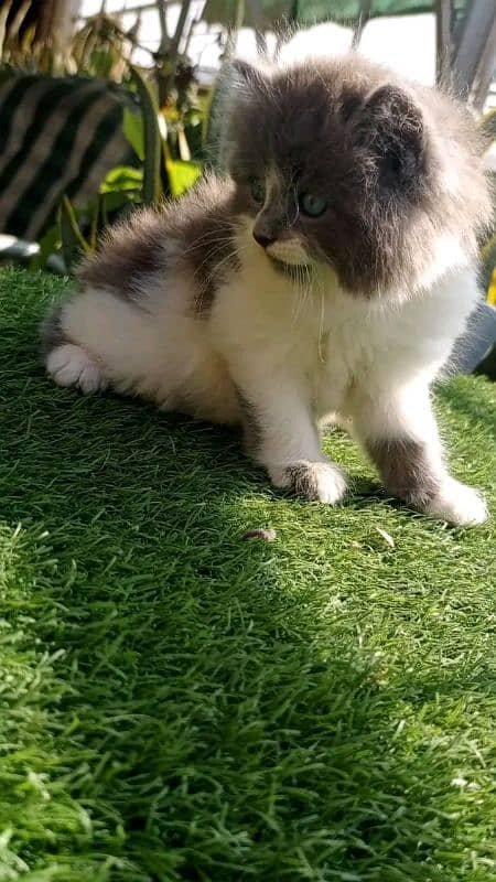 PERSIAN KITTEN FOR SALE ONLY WHATUP CONTACT 03201711036 5