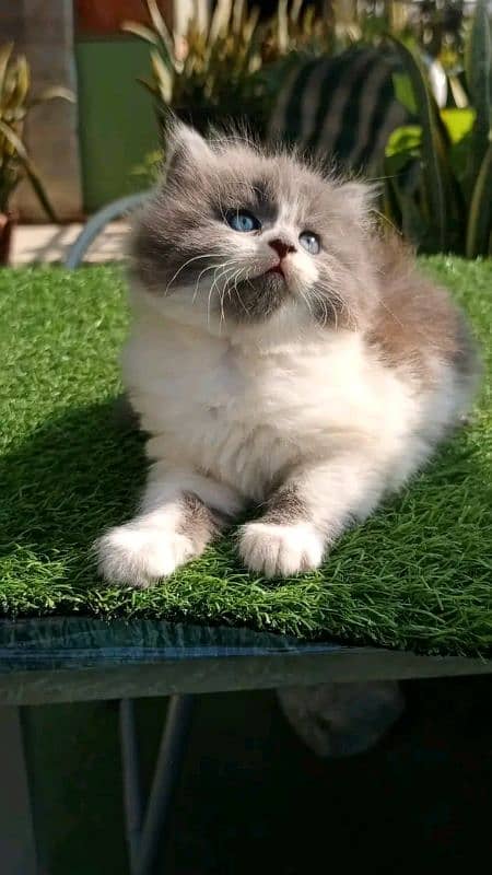 PERSIAN KITTEN FOR SALE ONLY WHATUP CONTACT 03201711036 6