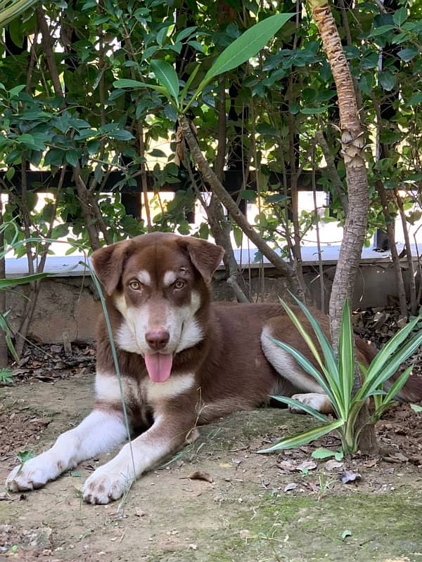 husky and labra crossed 2