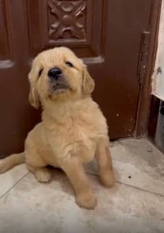 Golden Retriever Puppies