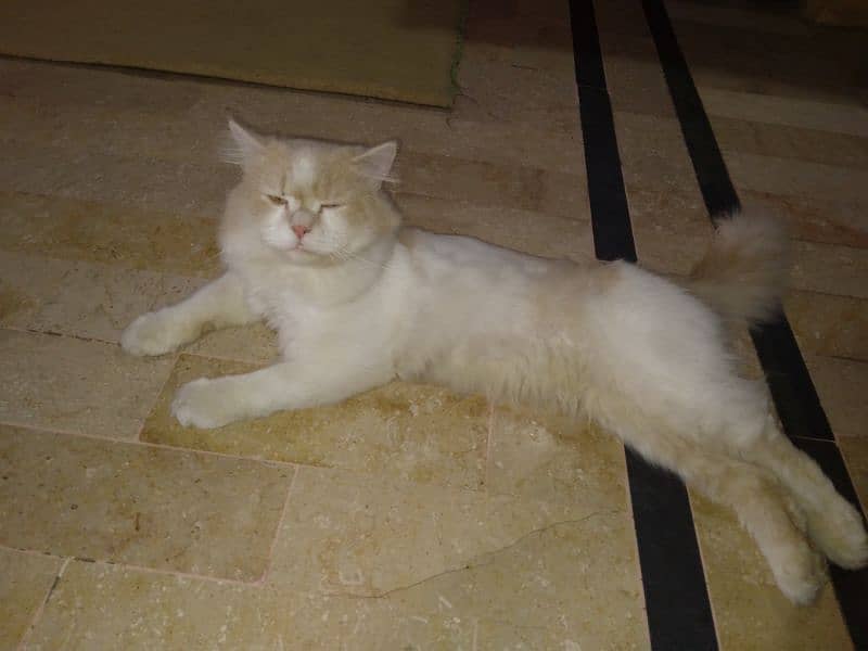 Persian Male Cat 0