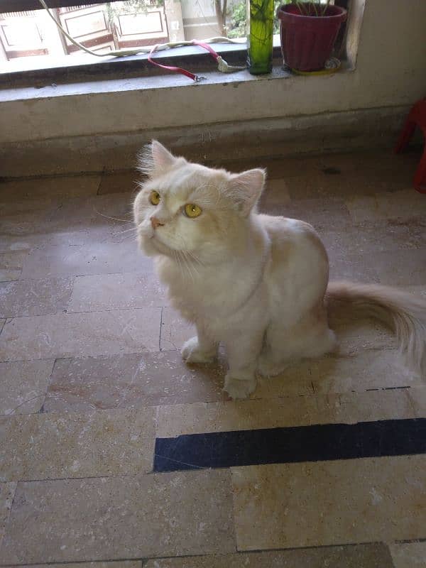 Persian Male Cat 1