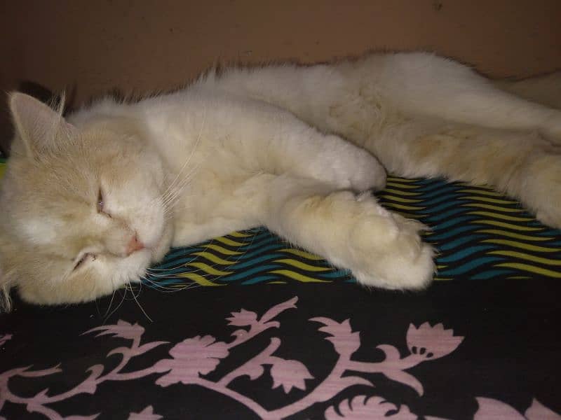 Persian Male Cat 2