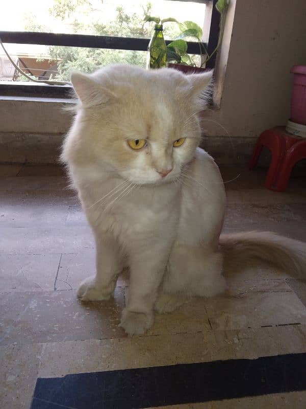 Persian Male Cat 3