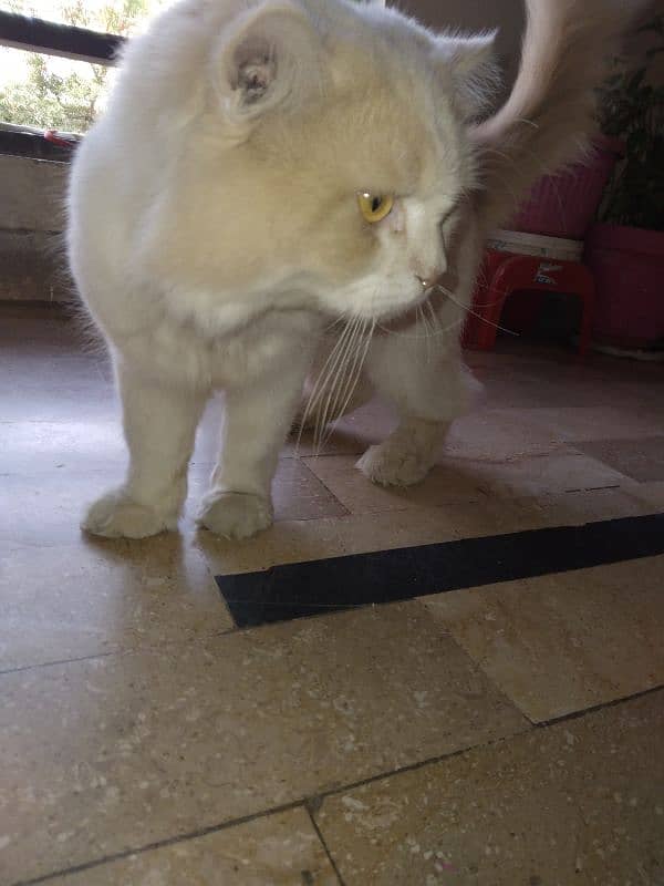 Persian Male Cat 4