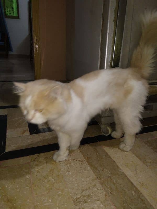 Persian Male Cat 5