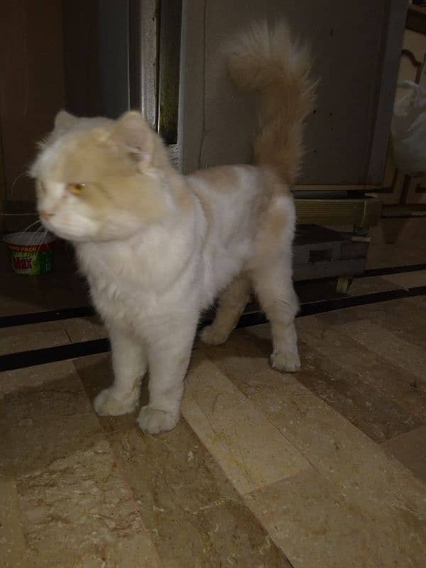 Persian Male Cat 6