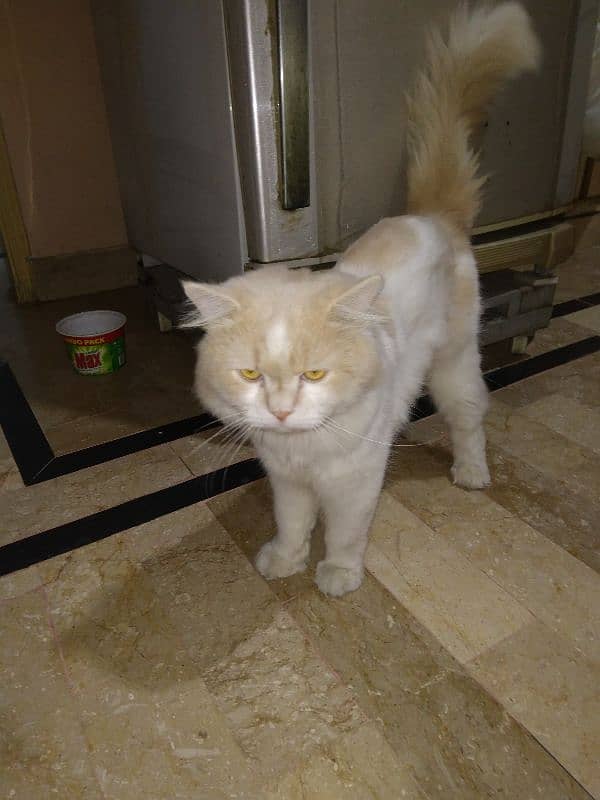 Persian Male Cat 7