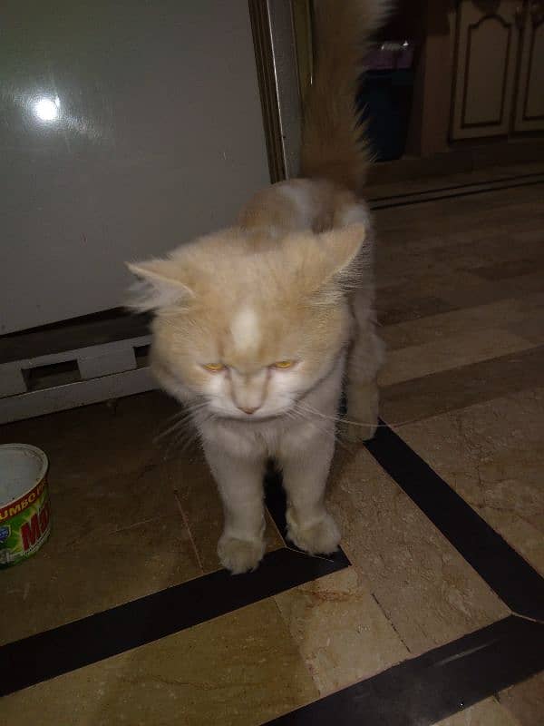 Persian Male Cat 8