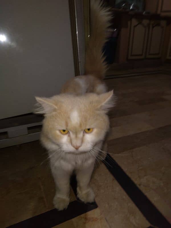 Persian Male Cat 9