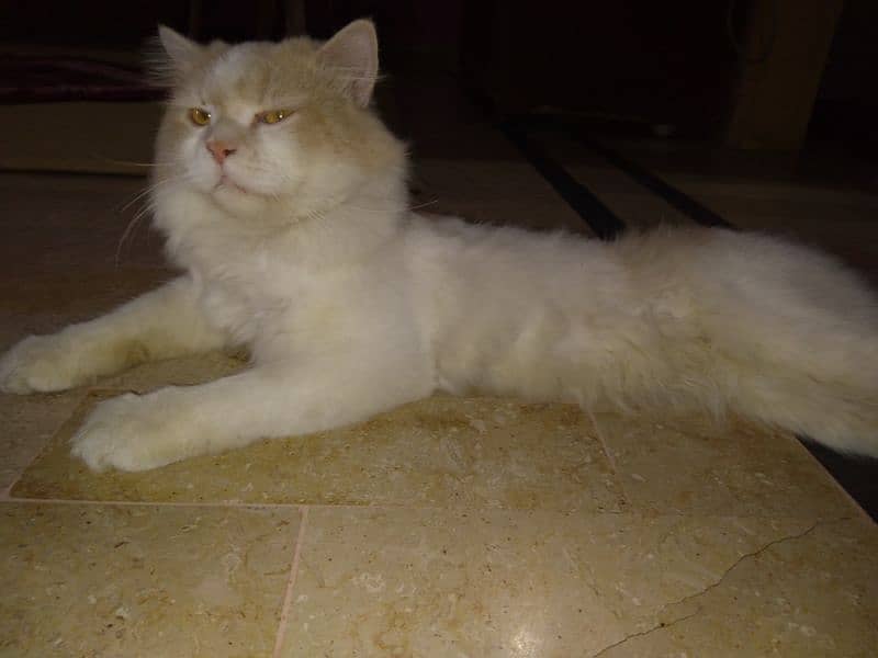 Persian Male Cat 10