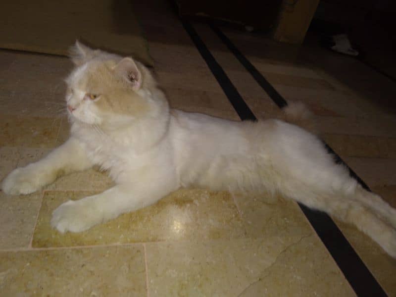 Persian Male Cat 11