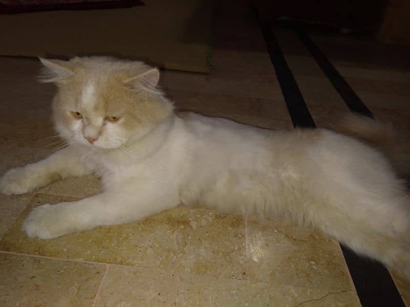 Persian Male Cat 12