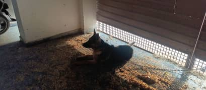 German Shepherd for sale