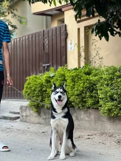 pedigree father male husky puppy