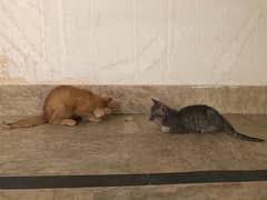 2 Female Cats for sale urgent Friendly Cats