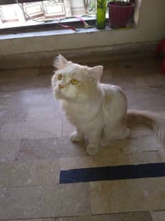 Male Persian Cat