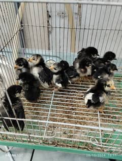 Australorp chicks.