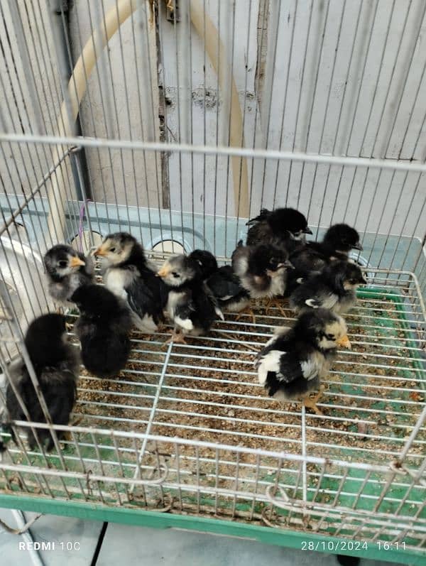 Australorp chicks 2 weeks. 1