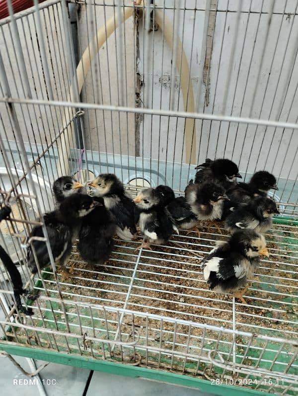 Australorp chicks 2 weeks. 2