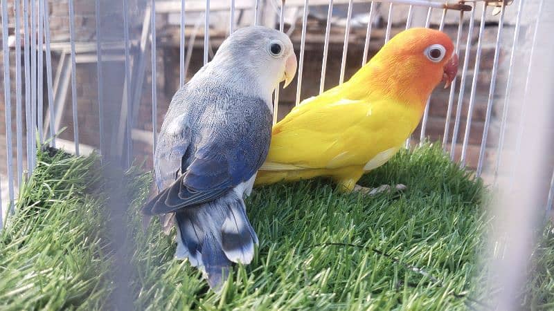 Love Birds ( Opline, Fisheri, Albaino, cremino, Decino) 2