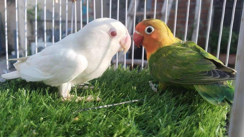 Love Birds ( Opline, Fisheri, Albaino, cremino, Decino) 6