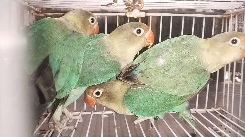 Love Birds ( Opline, Fisheri, Albaino, cremino, Decino) 7