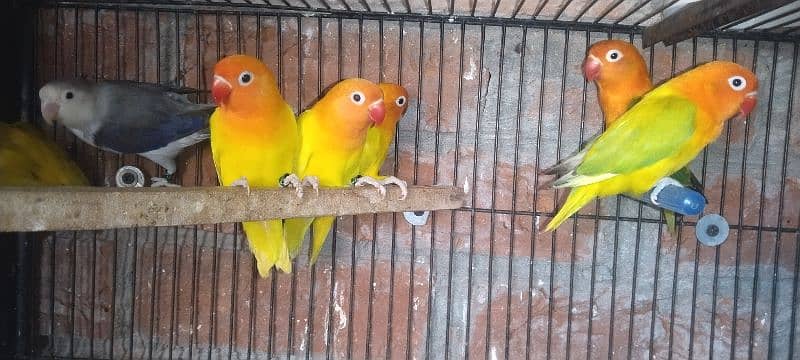 Love Birds ( Opline, Fisheri, Albaino, cremino, Decino) 11