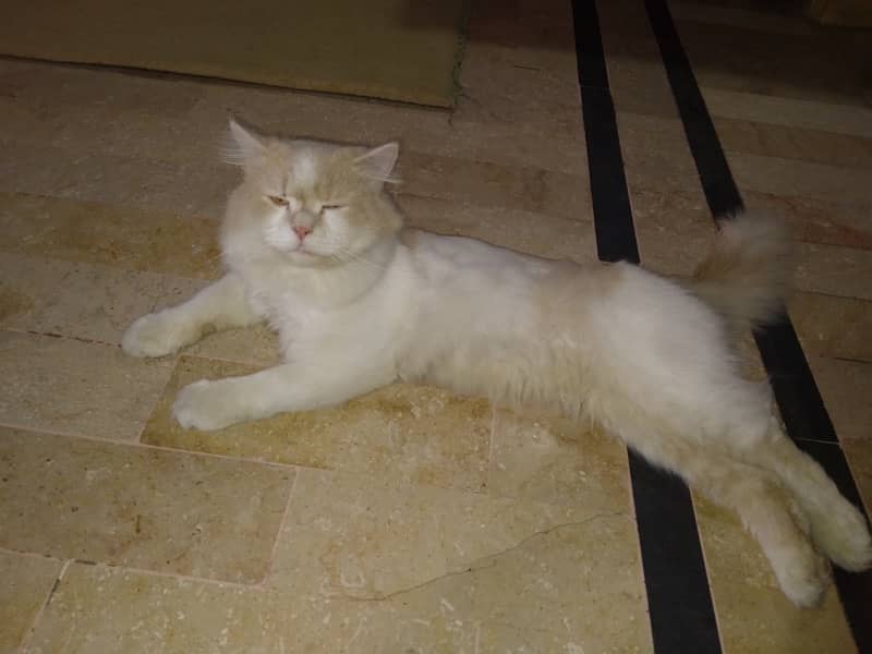 Male Persian Cat 0