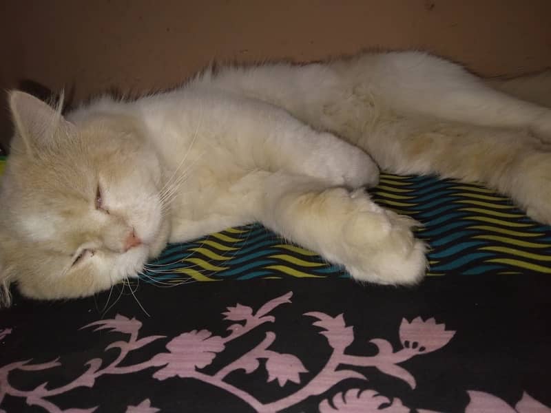 Male Persian Cat 1