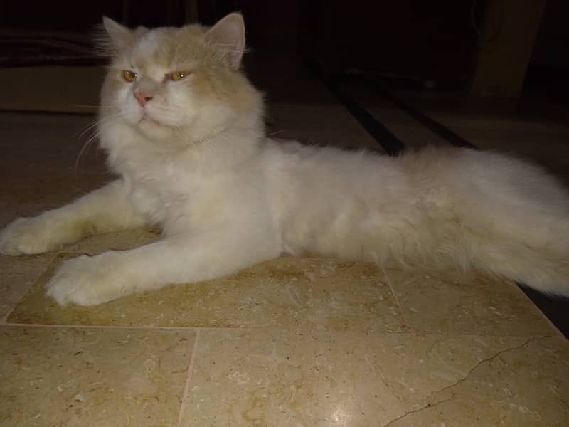 Male Persian Cat 2