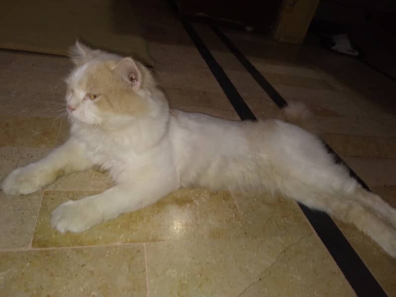 Male Persian Cat 3